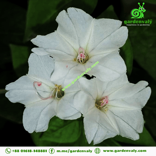 Beautiful Four O'clock Flower White05 Seeds