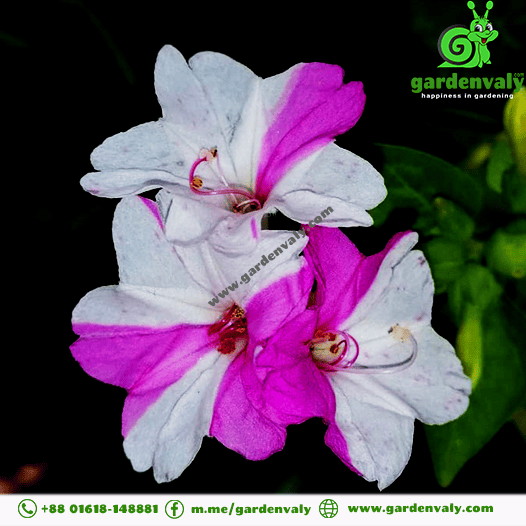 Beautiful Four O'clock Flower White Miracle05 Seeds