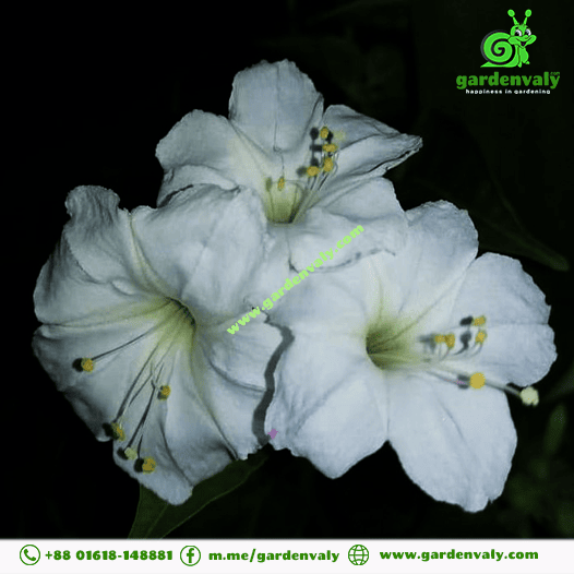 Beautiful Four O'clock Flower White05 Seeds